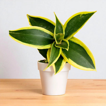 striped jade plant Buy Sansevieria Jade Marginata Online
