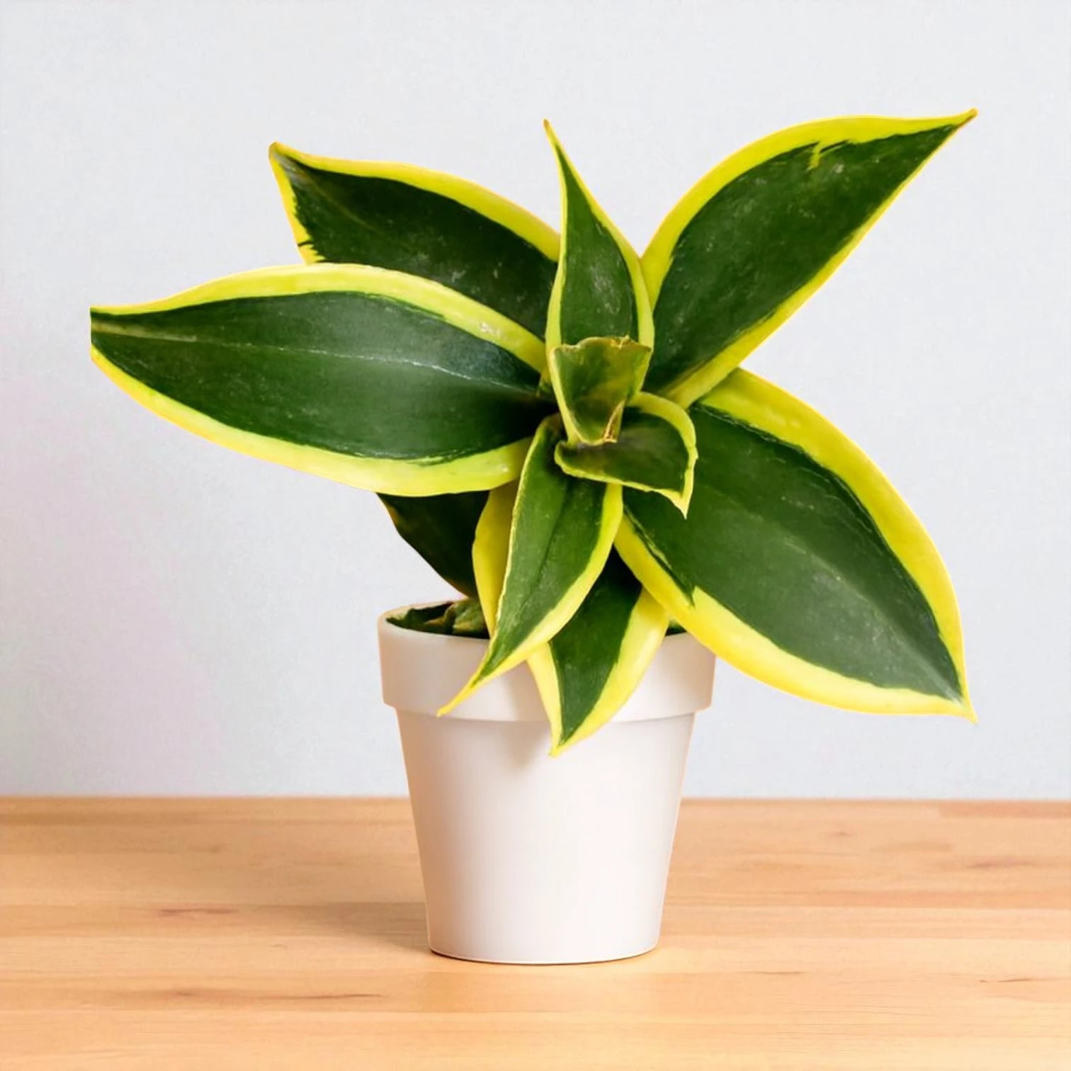 Sansevieria Jade Marginata