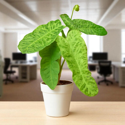 Philodendron 'Paraiso Verde'