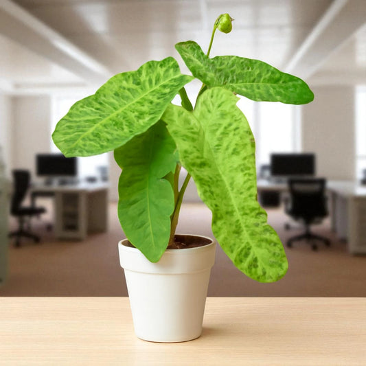 Philodendron 'Paraiso Verde'