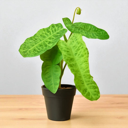 Philodendron 'Paraiso Verde'