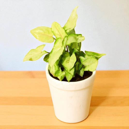 Syngonium white Yami Saplings