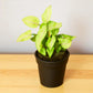 Syngonium white Yami Saplings