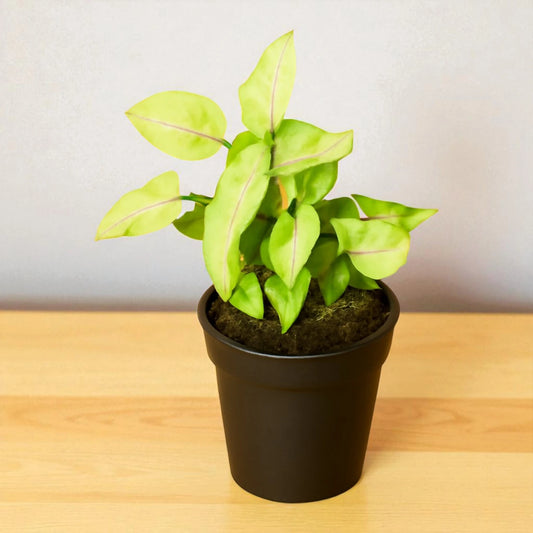 Syngonium white Yami Saplings