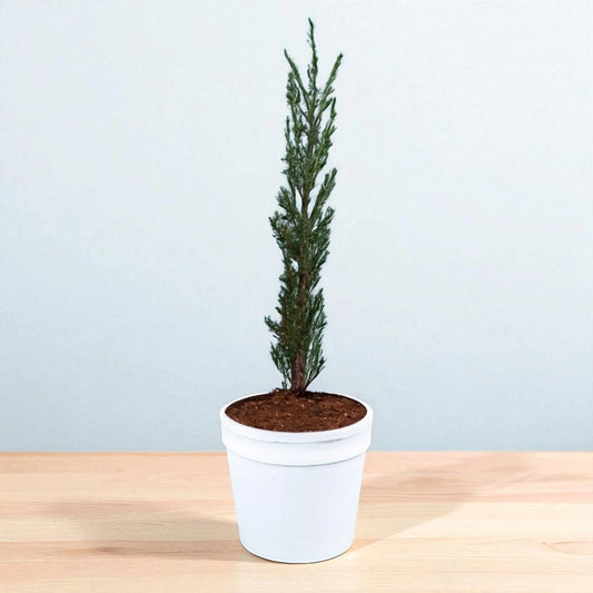 Pencil Pine Plant