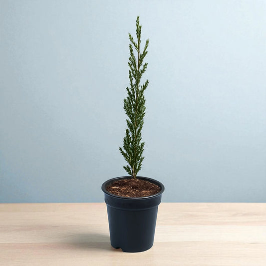 Pencil Pine Plant
