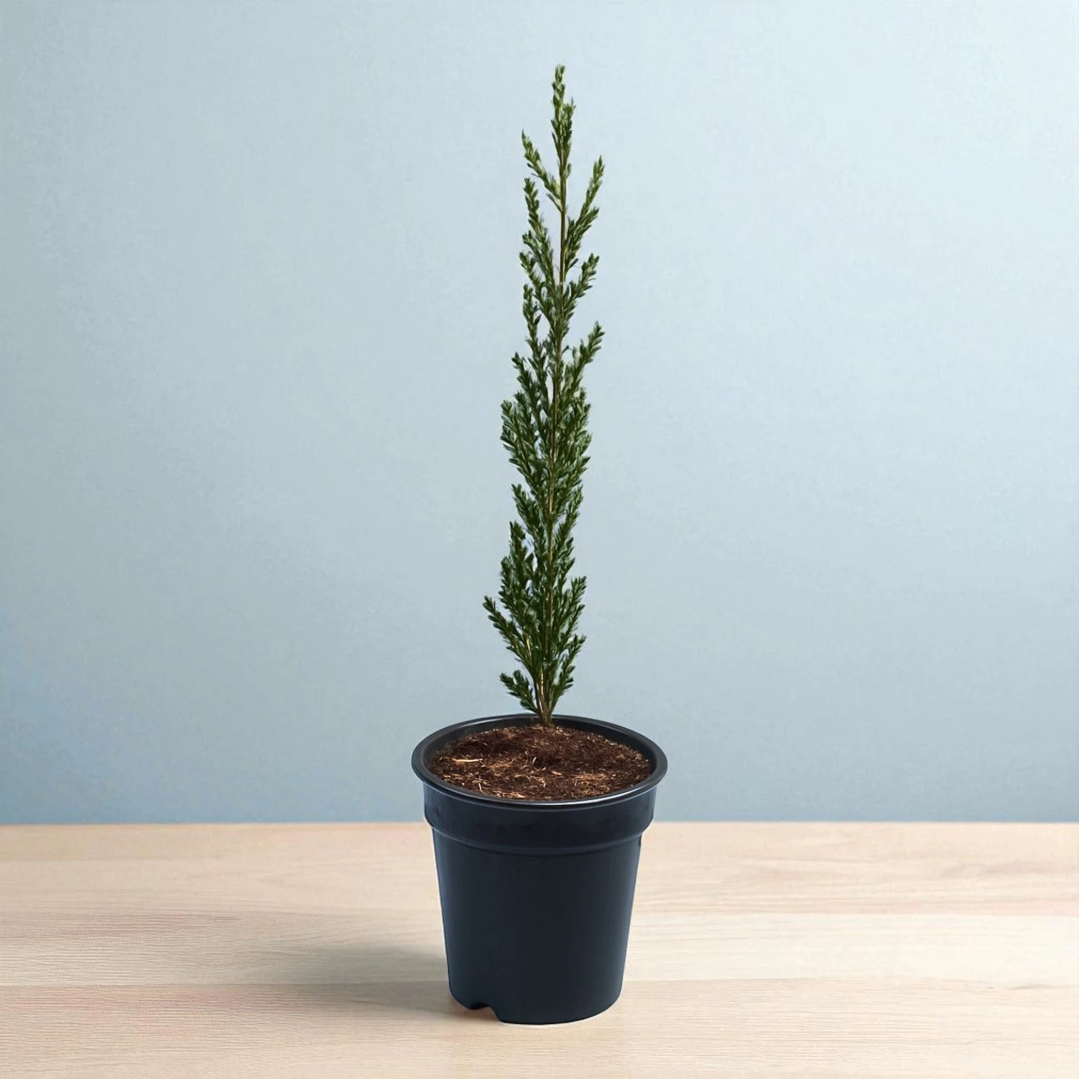 Pencil Pine Plant