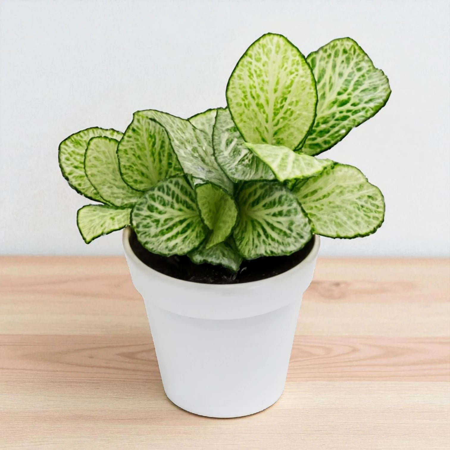 Green Fittonia
