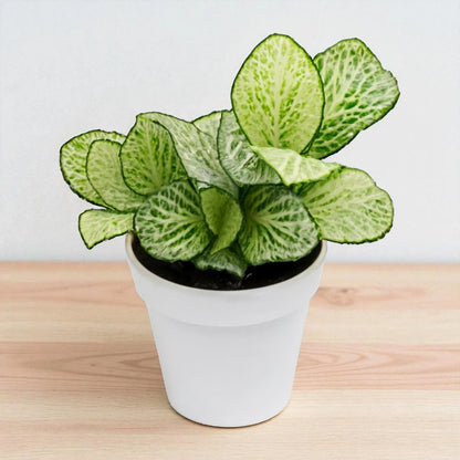 Fittonia Green