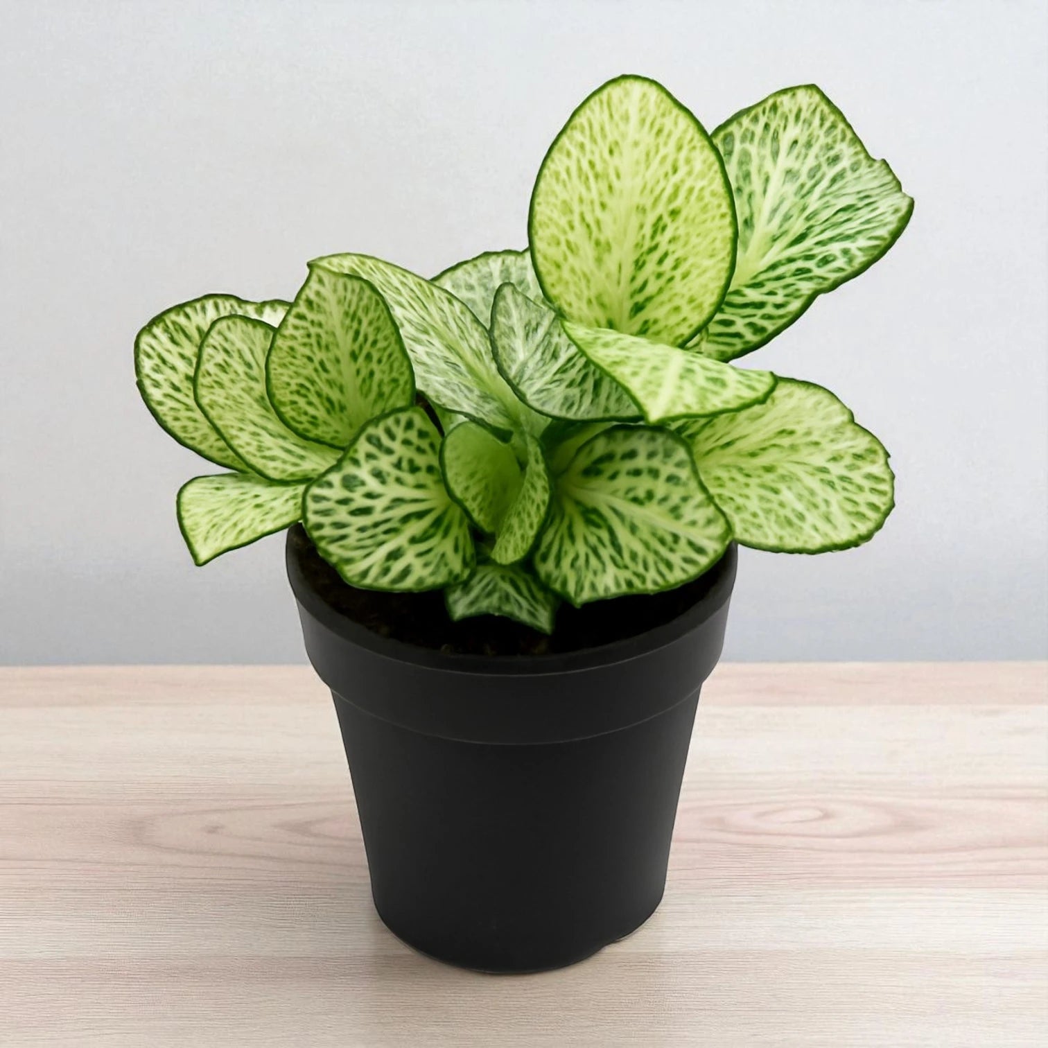 Green Fittonia