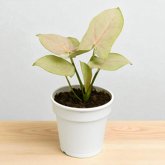 Syngonium Milk confetii