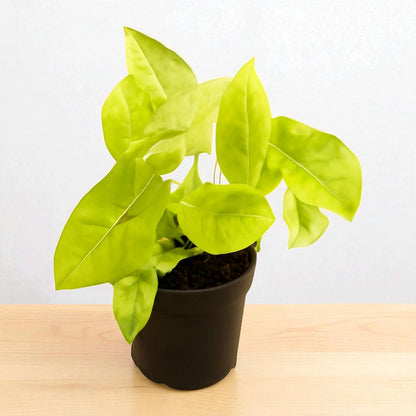 Syngonium Yellow