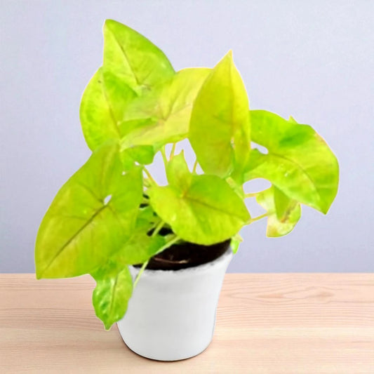 Syngonium Yellow