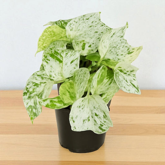 Marble Queen Pothos Plant