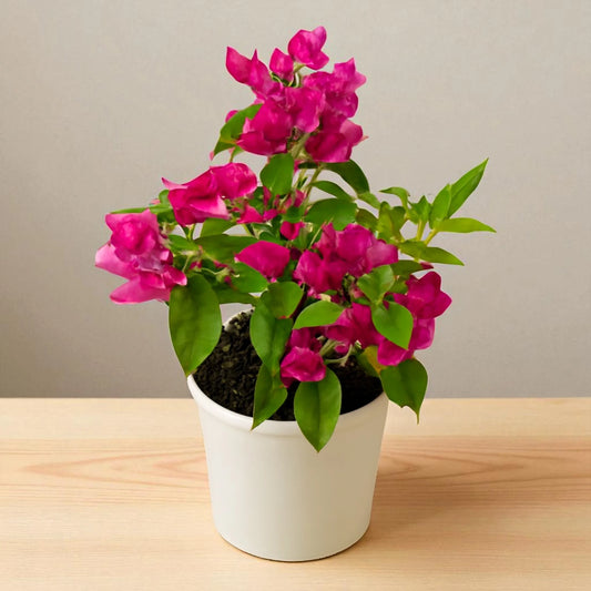 Pink Bougainvillea Plant