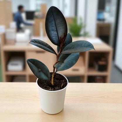 Rubber Plant Sapling