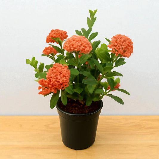 Ixora Plant