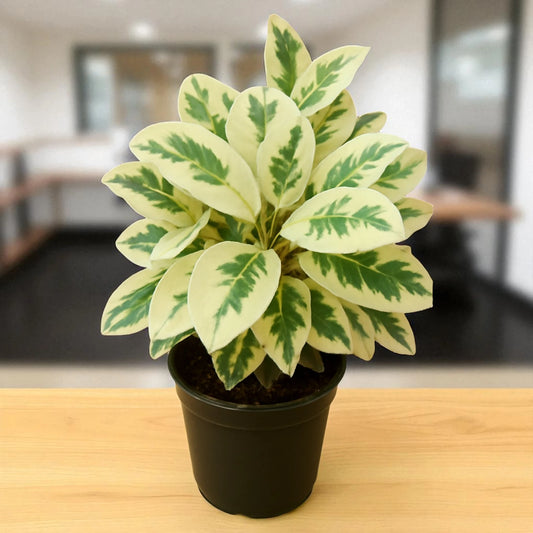 Ficus benjamina Safari Sapling Plant