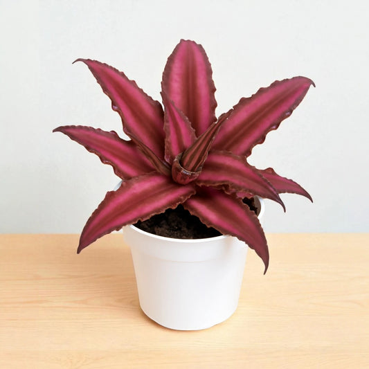 Cryptaxanthus