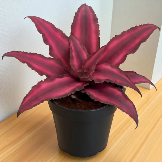 Cryptaxanthus