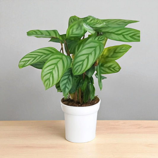 Calathea compact star