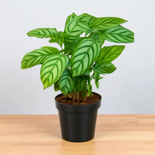 Calathea compact star