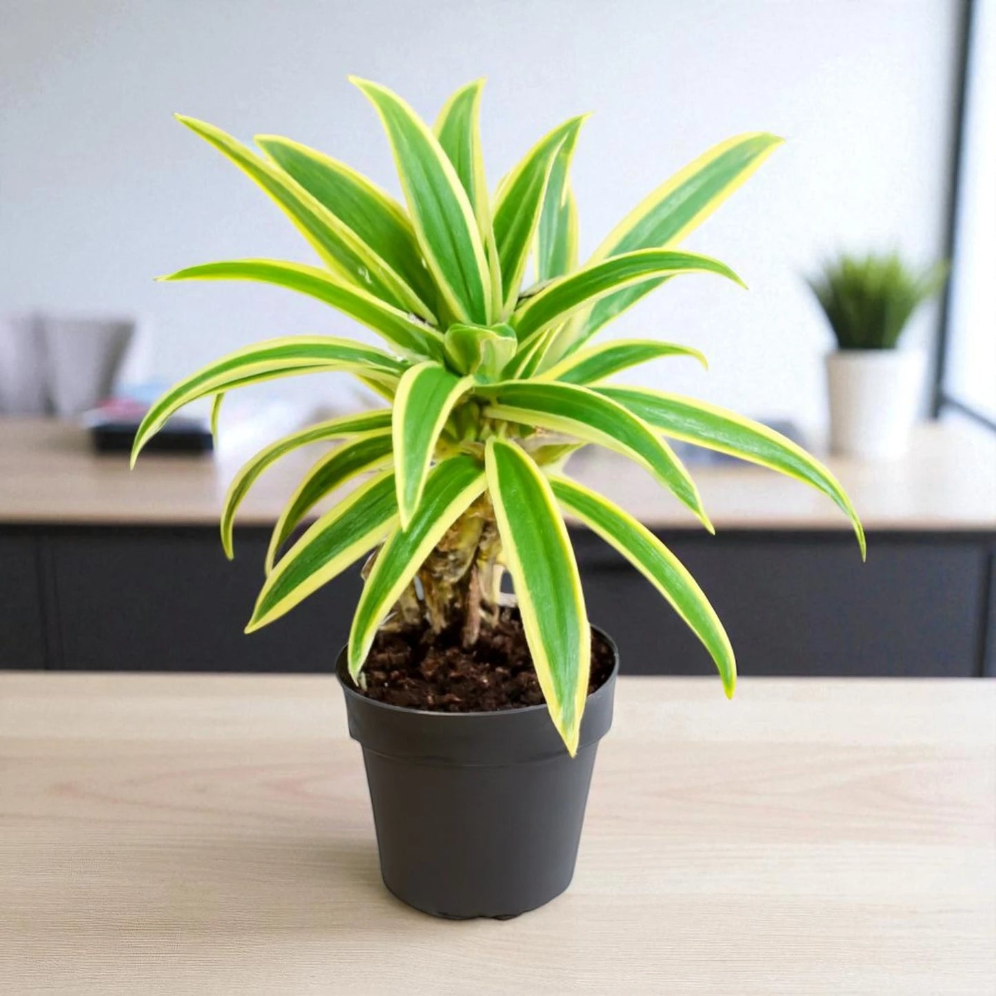 Song of India Plant