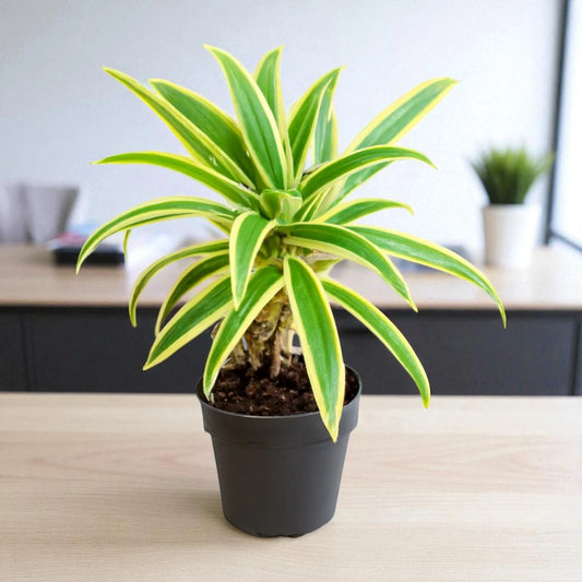 Song of India Plant