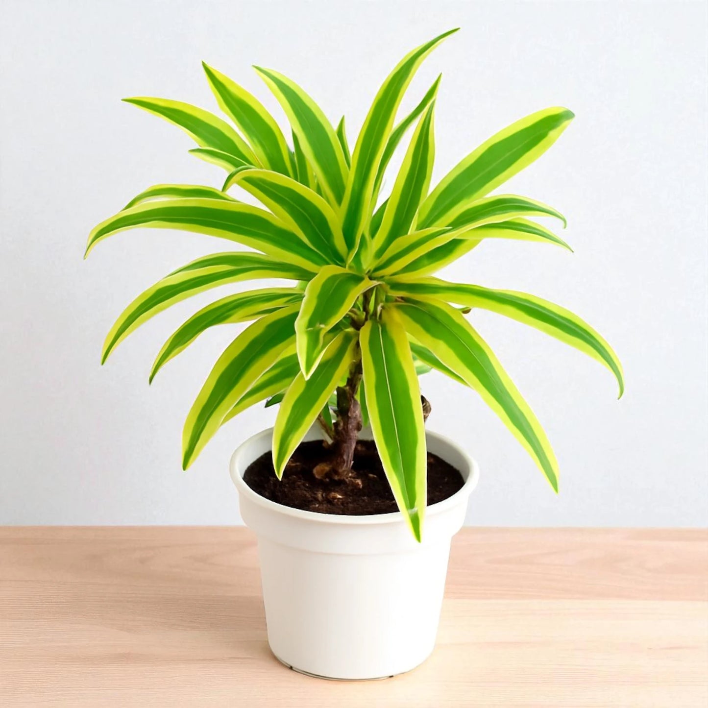 Song of India Plant
