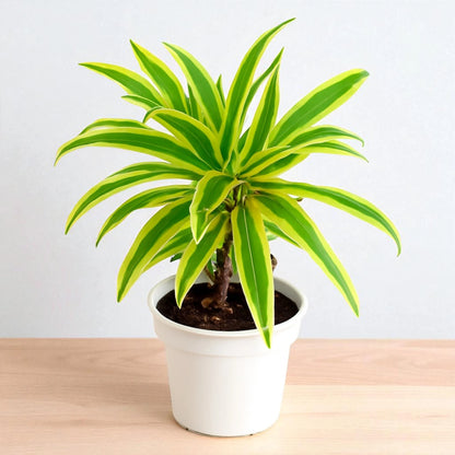 Song of India Plant