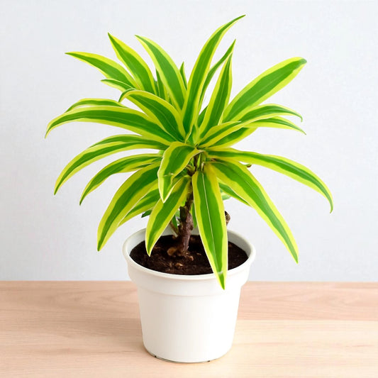 Song of India Plant