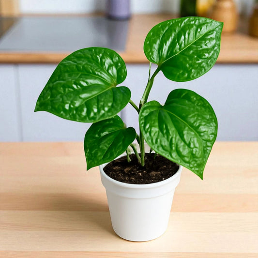 Betel Leaf (Beetle Paan)