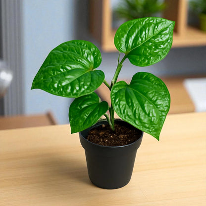 Betel Leaf (Beetle Paan)