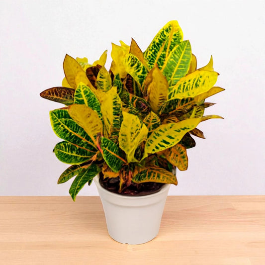 Petra Croton Sapling