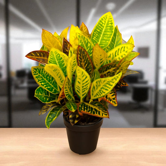 Petra Croton Sapling