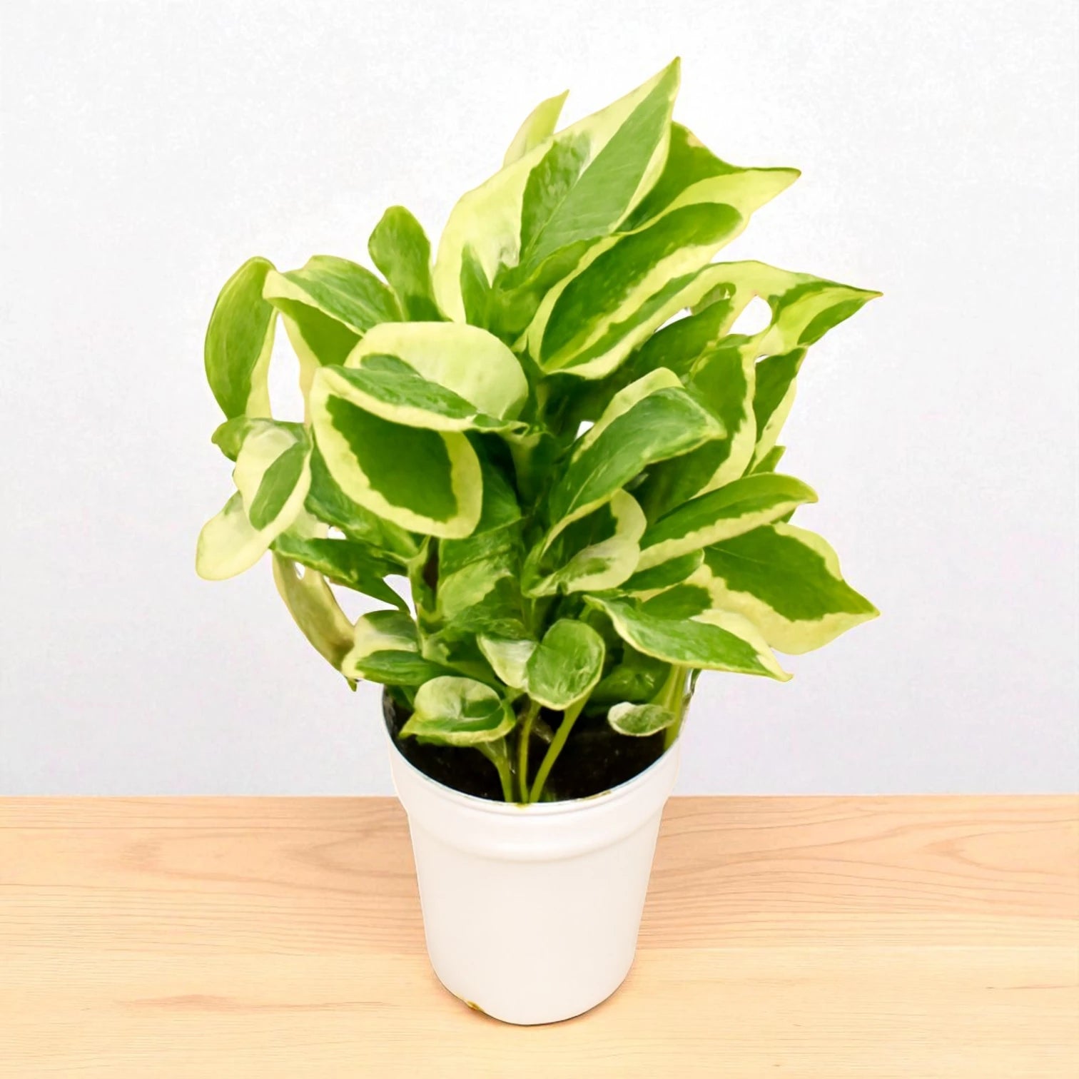 njoy money plant Buy Enjoy Money Plant Online – Variegated Pothos for Home – Plant Orbit