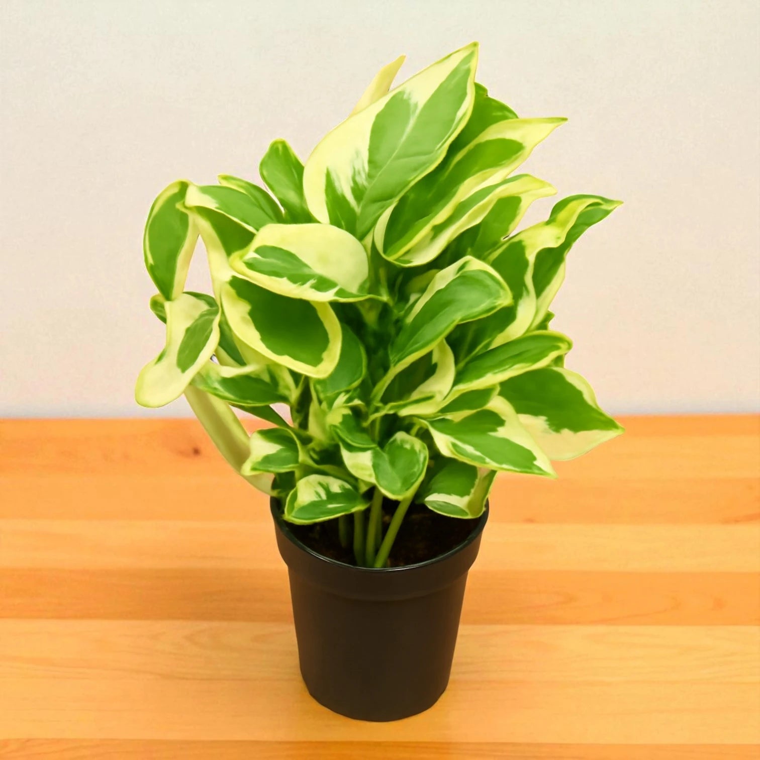 money plant online Buy Enjoy Money Plant Online – Variegated Pothos for Home – Plant Orbit