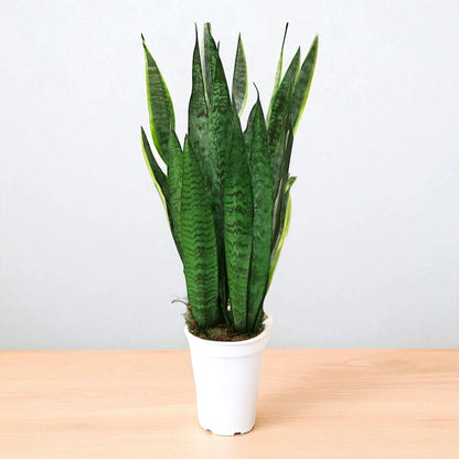 Sansevieria Zeylanica Saplings