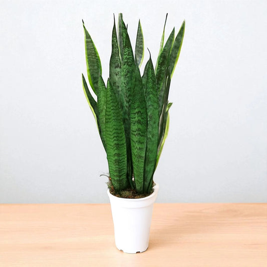 Sansevieria Zeylanica Saplings