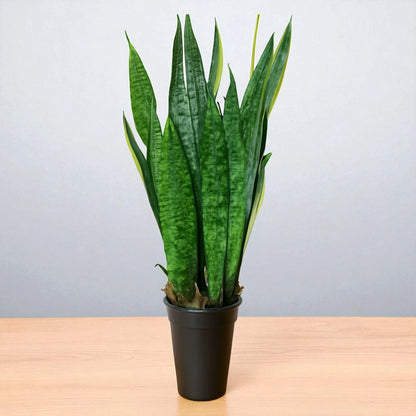sansevieria bogenhanf Sansevieria Zeylanica Saplings –Air-Purifying Indoor Plants – Plant Orbit