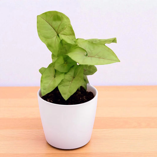 Syngonium Reticulata in 1-2 inches Netpot