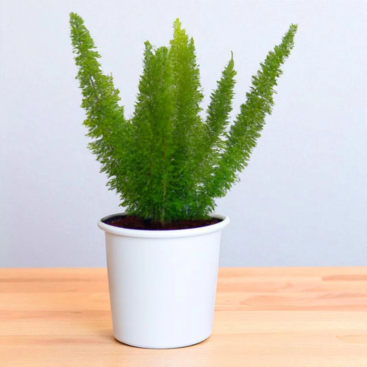 Bottle Fern