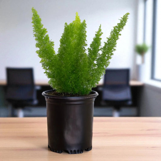 Bottle Fern