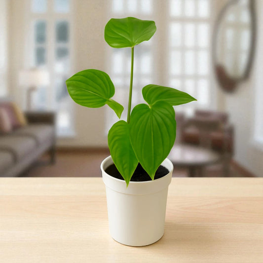 Philodendron Nangaritense (small plant)
