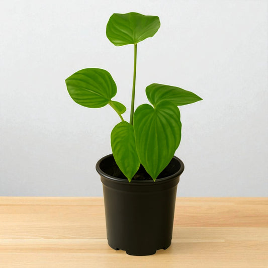 Philodendron Nangaritense (small plant)