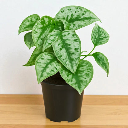 pothos satin scindapsus Buy Scindapsus Pictus Plant Online