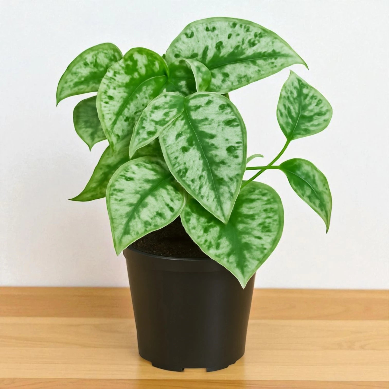 Scindapsus pictus
