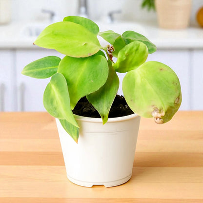 Philodendron Oxycardium