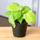 Philodendron Oxycardium