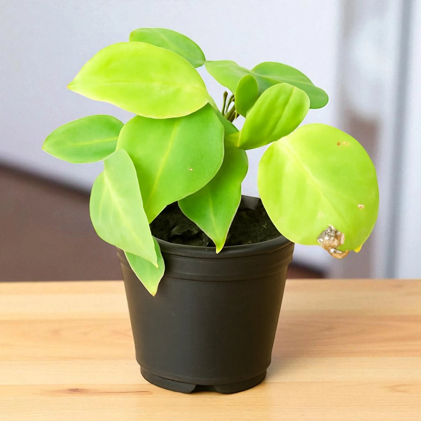 Philodendron Oxycardium